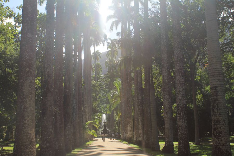 Aleia de palmeiras-imperiais altas no Jardim Botânico do Rio de Janeiro, com sol entre as copas e um chafariz ao fundo